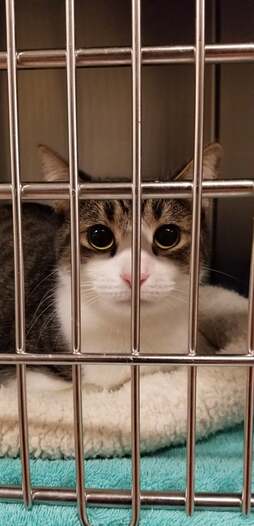 sad cats in shelters